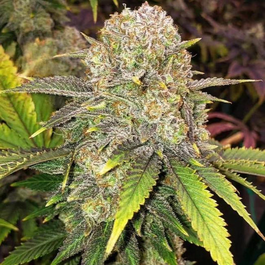 Ethos - Master Kush Rbx