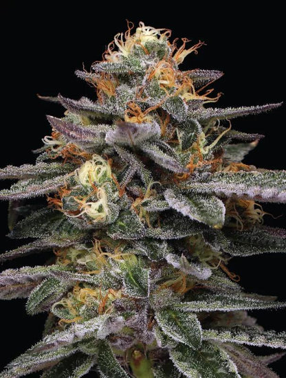 Humboldt - Vanilla Frosting