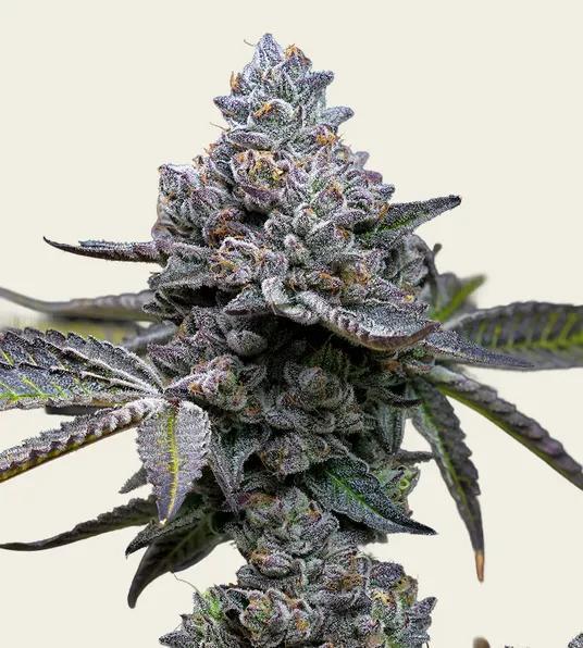 Barney's Farm - Apple Fritter