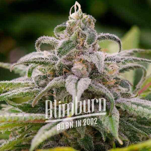 Blimburn - Maui Waui