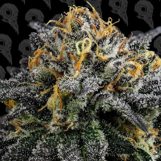 Dirty Bird - Cold Queso