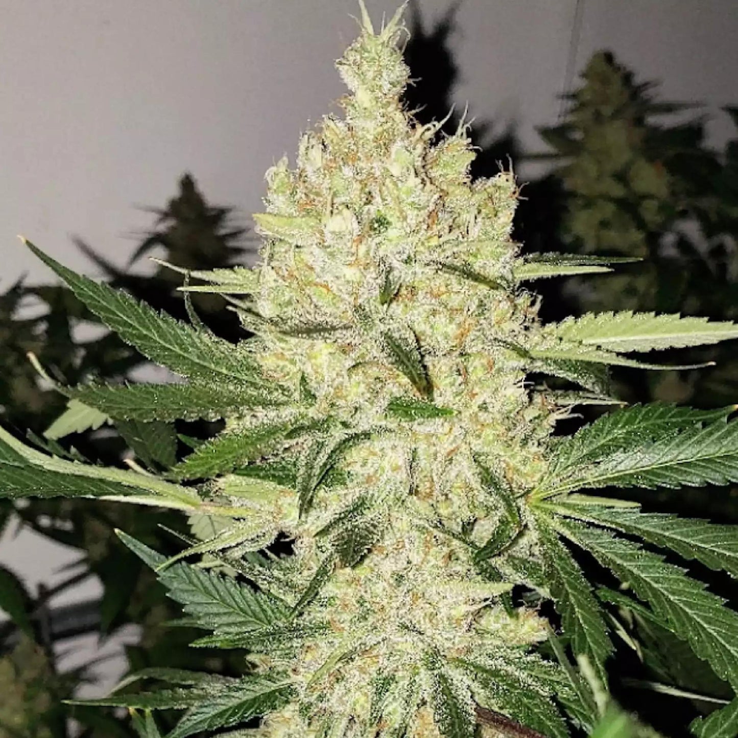 Ethos - Super lemon haze F5