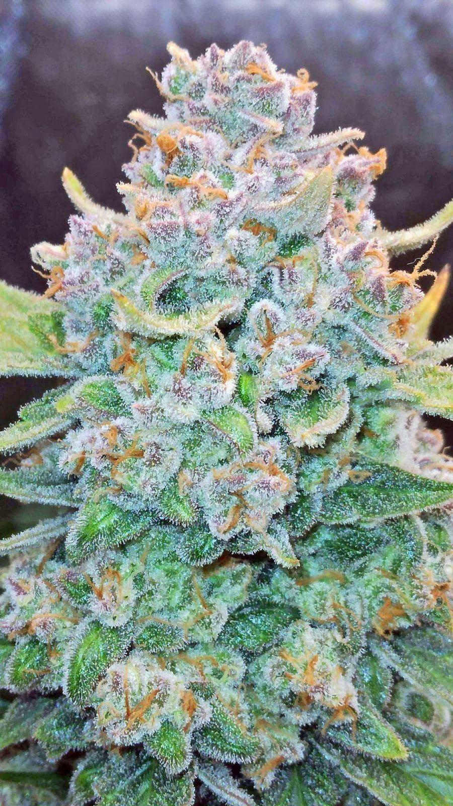 42 Fast Buds - Papaya Cookies Auto