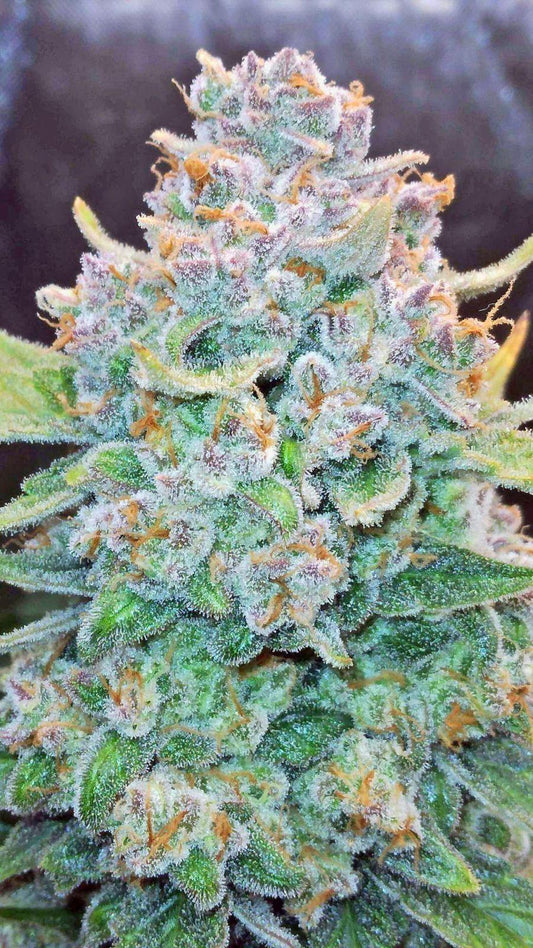 42 Fast Buds - Papaya Cookies Auto