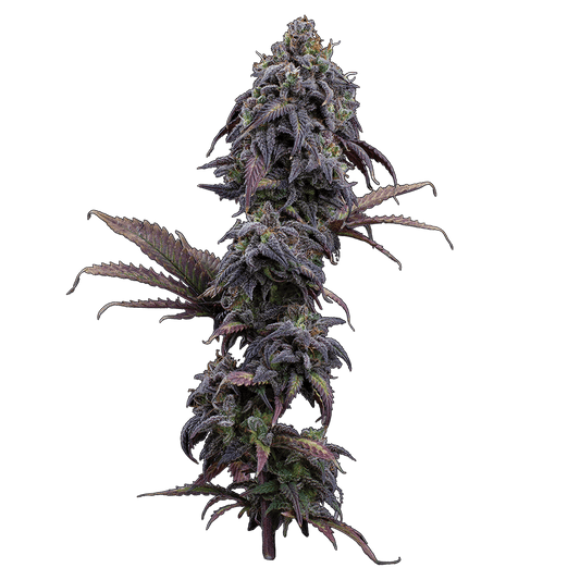 Brothers Grimm - Princess Haze