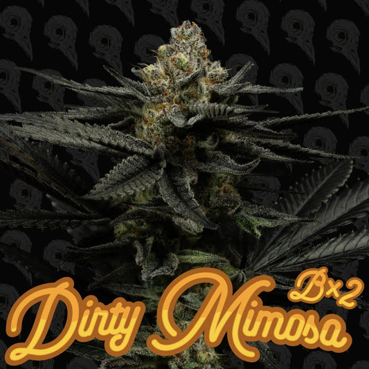Dirty Bird -  Dirty Mimosa Bx2
