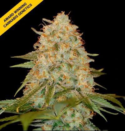 DNA Genetics - L.A. Chocolat