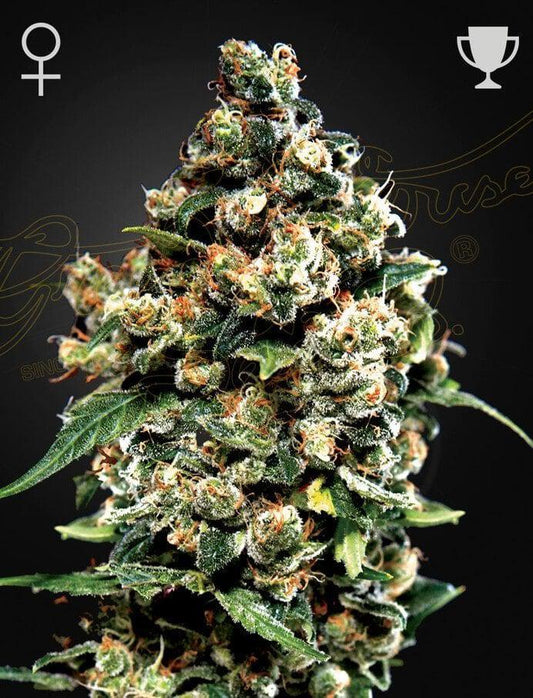 Green House Seed Co. - Jack Herer