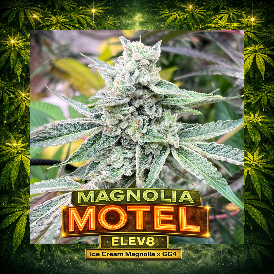 Elev8 - Magnolia Motel