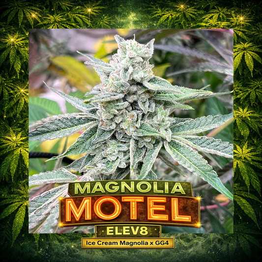 Elev8 - Magnolia Motel