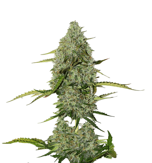 ScapeGoat Genetics - Candy - O