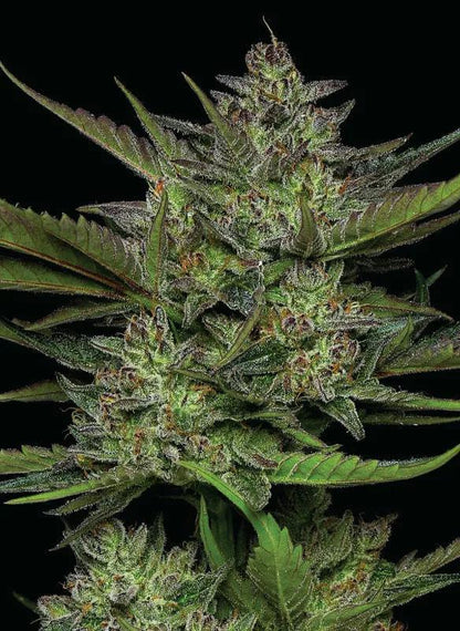 Humboldt - Sour Apple Auto