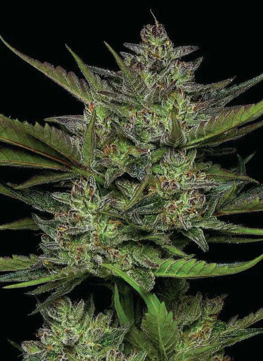 Humboldt - Sour Apple Auto