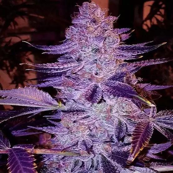ethos - Forbidden Zkittlez BX2
