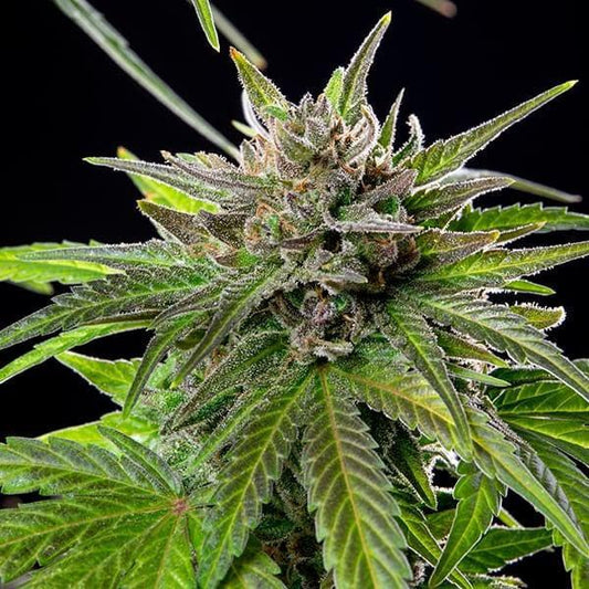 Royal Queen - Blue Cheese