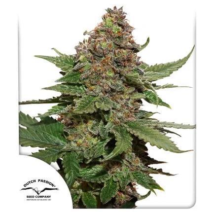 Dutch Passion - Strawberry Cough