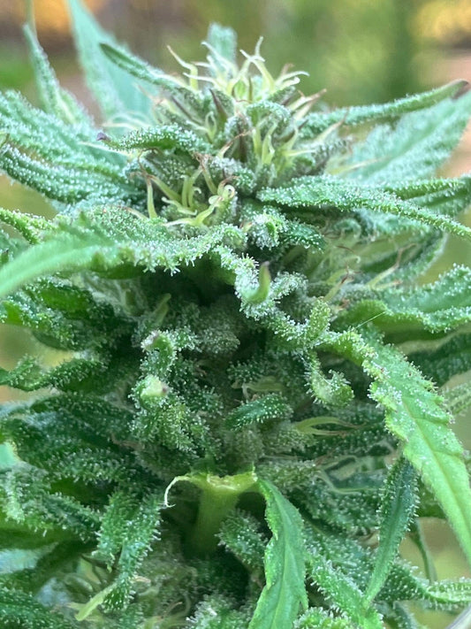Lamb's Breath Seeds - Respect