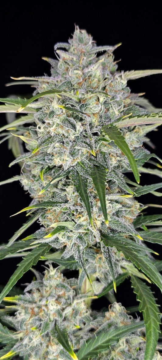 42 Fast Buds - Sour Jealousy Auto