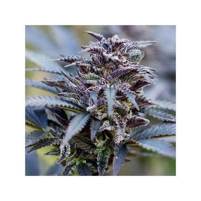 Dutch Passion - Durban Poison