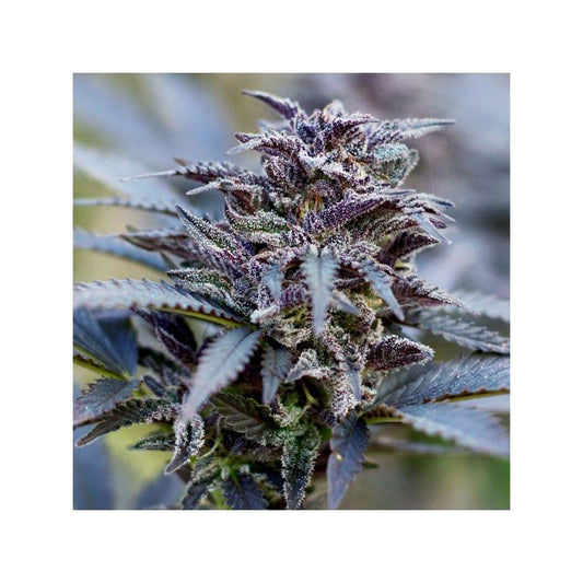 Dutch Passion - Durban Poison