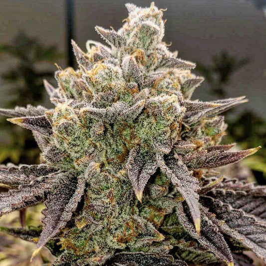 Ethos - Bubble Gummy AUTO