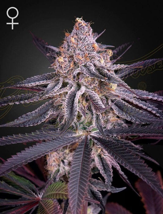 Green House Seed Co. - King's Juice