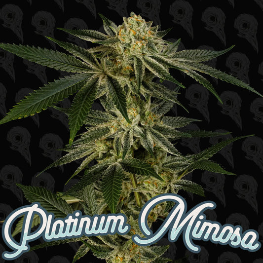 Dirty Bird -  Platnium Mimosa