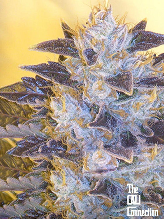 The Cali Connection -  Grape OG