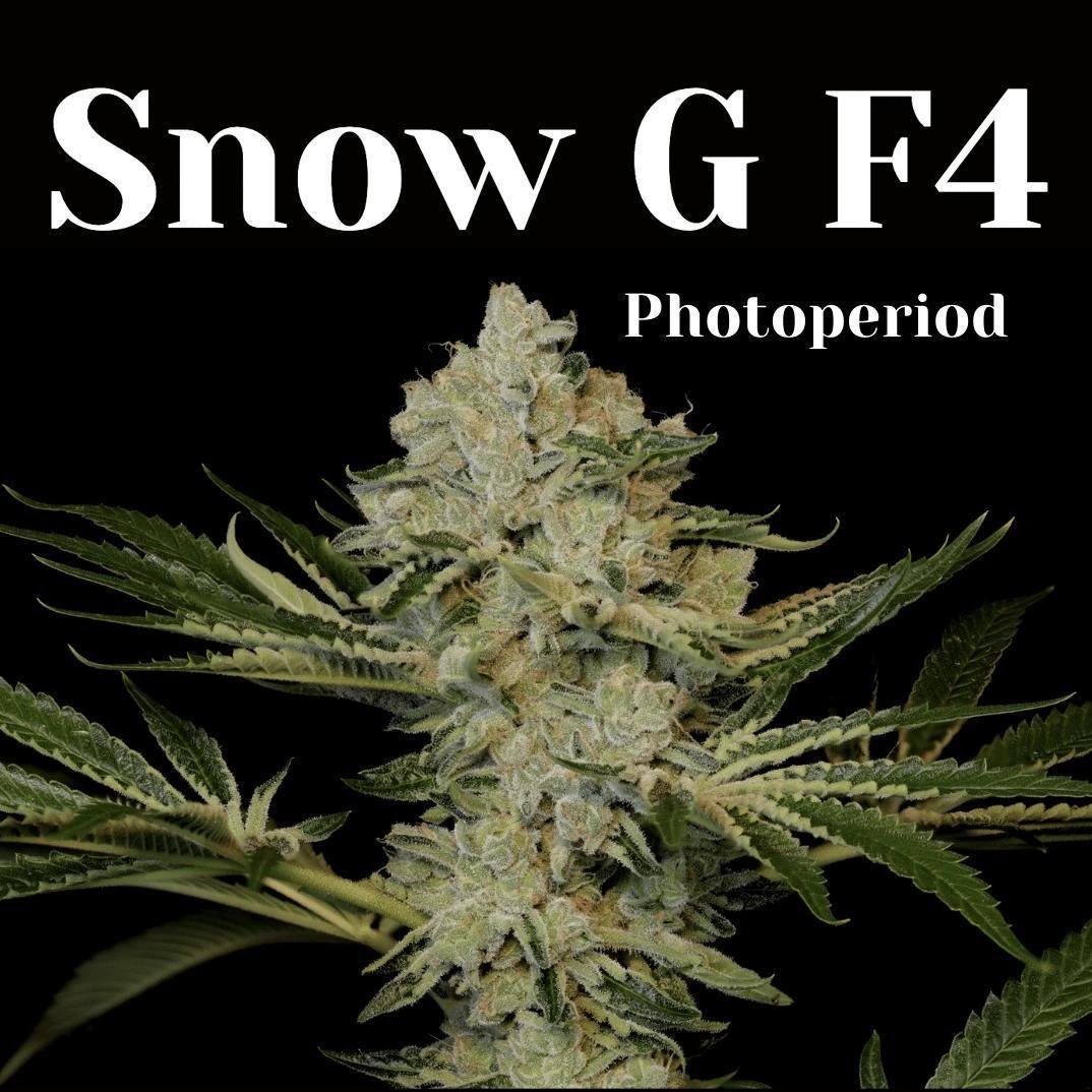 Twenty20 - Snow-G F4