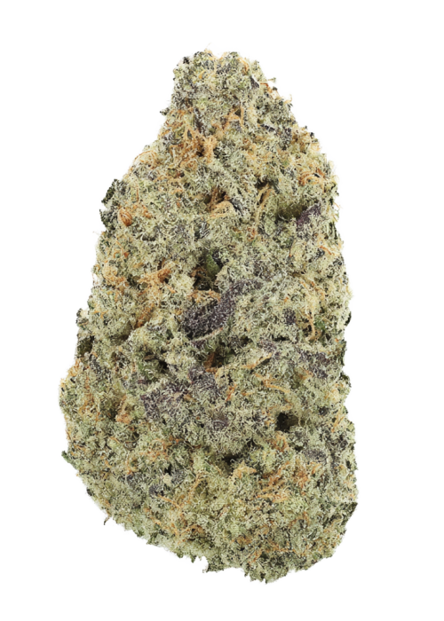 Purple City Genetics - Watermelon Dream