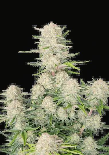 42 Fast Buds - Apricot Auto