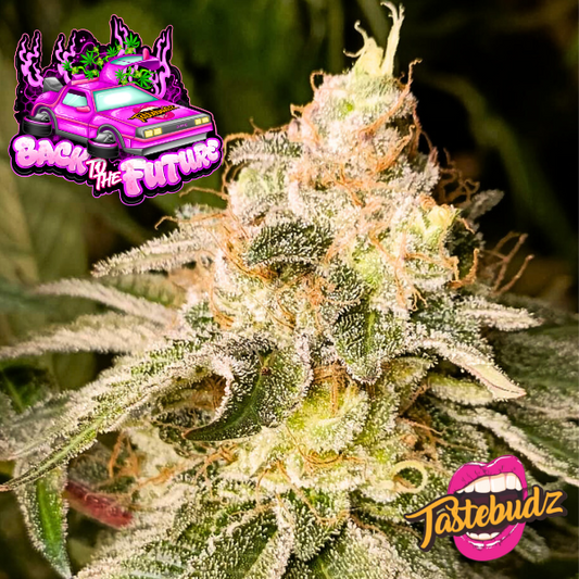 Tastebudz Genetics -  Back To The Future