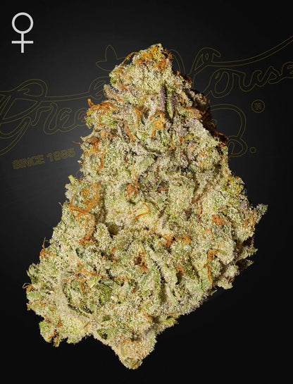 Green House Seed Co. - Super Lemon Haze x GMO