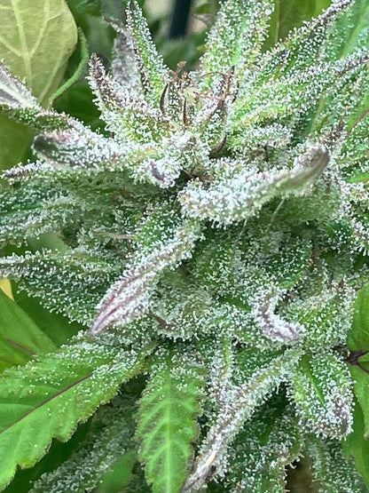 Lamb's Breath Seeds - Ire Select