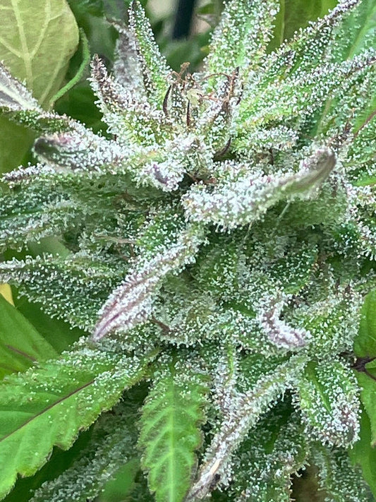 Lamb's Breath Seeds - Ire Select