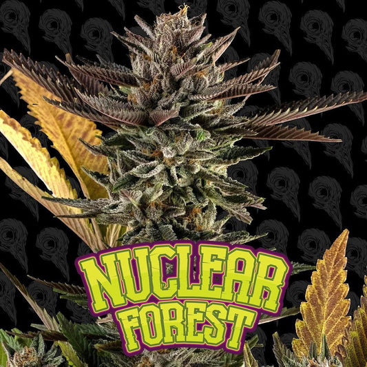Dirty Bird -  Nuclear Forest