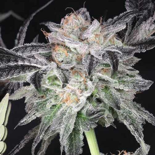 Twenty20 - Bubba Whip