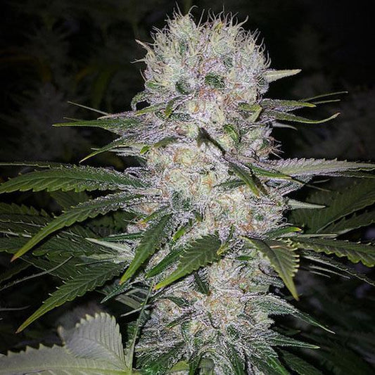 Ethos - Skunk Hero RBX1