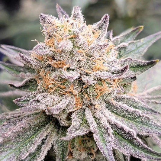 In House Genetics -Zushi Breath