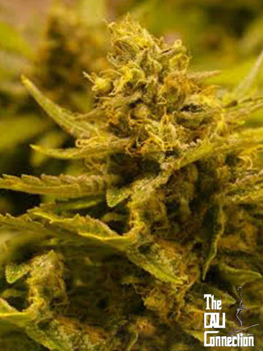 The Cali Connection -  Chem 4 OG