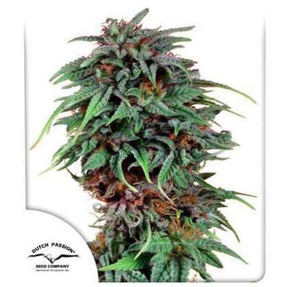 Dutch Passion - Durban Poison