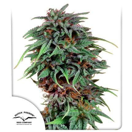 Dutch Passion - Durban Poison