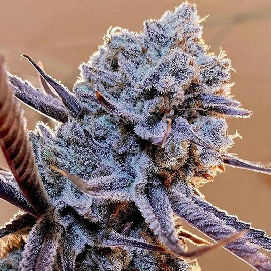 Ethos - Lilac Diesel RBX2