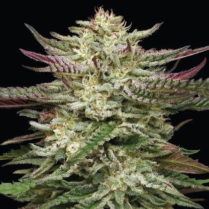 Humboldt -  Humboldt Headband