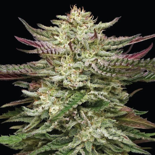 Humboldt -  Humboldt Headband