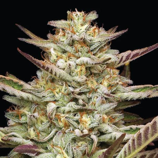 Humboldt -  Gazzurple