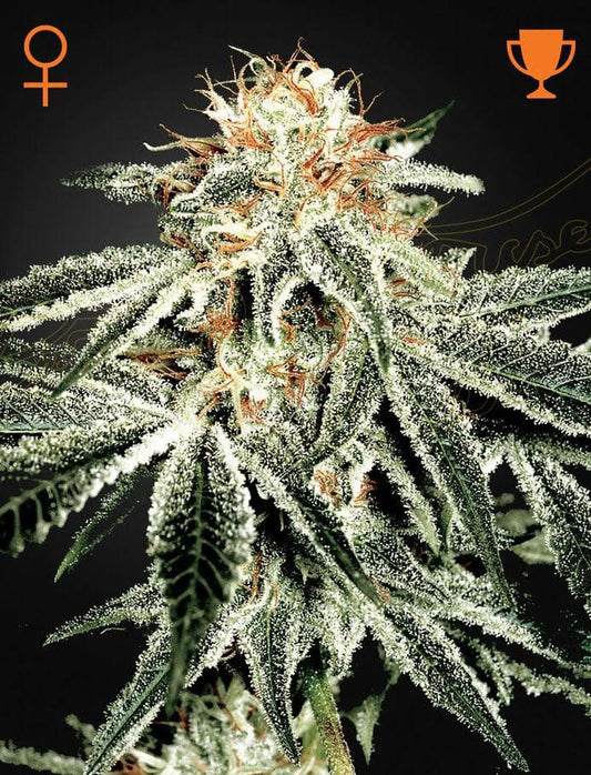 Green House Seed Co. - White Widow