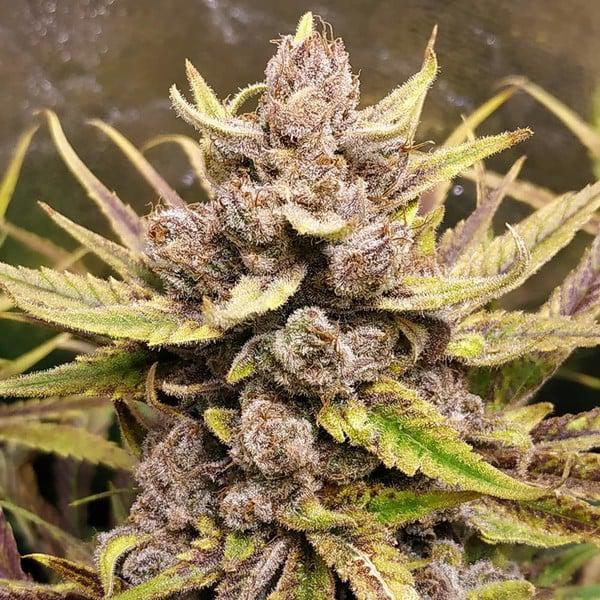 Royal Queen -  Royal Highness