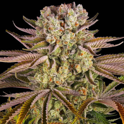 Barney's Farm - Pineapple Express