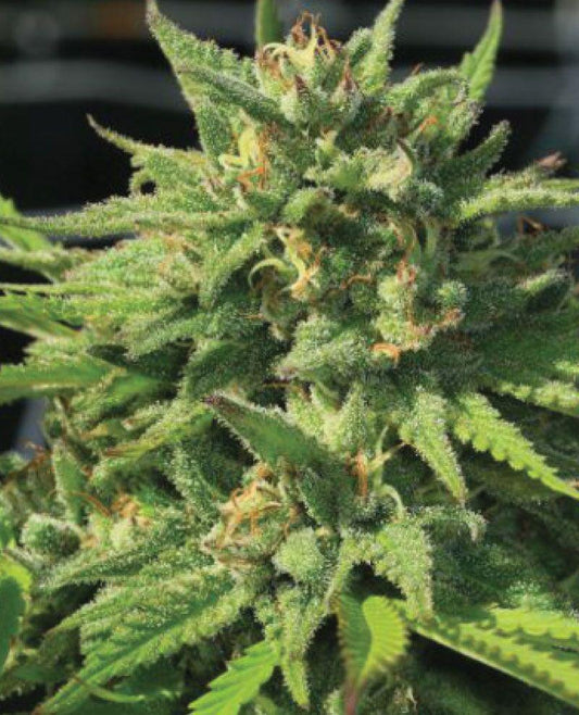 Humboldt -  Bigfoot Glue